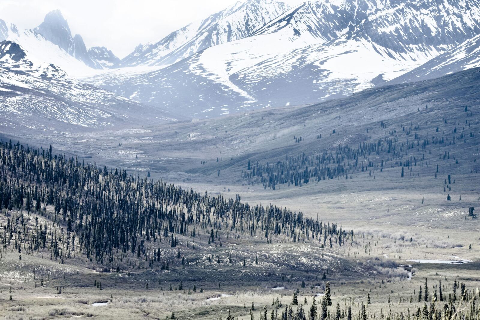 Snowy mountains above a forested valley